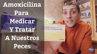 🔵 Amoxicilina En El Acuario Para Medicar Y Tratar Enfermedades De Peces Acuarios MB [upl. by Gwenora]