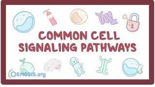 Common cell signaling pathway [upl. by Euginimod595]