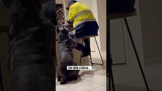 Living with a Corso… dog youtubeshorts canecorso shorts king [upl. by Eirolam356]