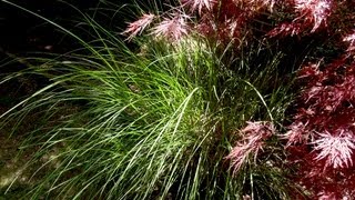 How to grow Maiden Grass  Gardening 101 by Dr Greenthumb [upl. by Elephus]