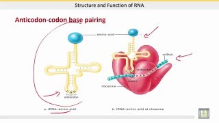 علم الحيوان Zoology  الوحدة 2  Types of RNA [upl. by Pike]