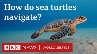 How do sea turtles navigate  CrowdScience BBC World Service [upl. by Seka]