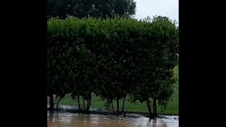 Green Buttonwood Conocarpus erectus for a Wide Hedge [upl. by Hein956]