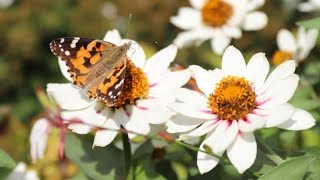 Top11 Coreopsis Flower Varieties [upl. by Nameloc]