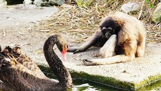 Black Swan Intimidates Müllers Gibbon Swan Means Business Gibbon Not Worried Funny [upl. by Calvina]