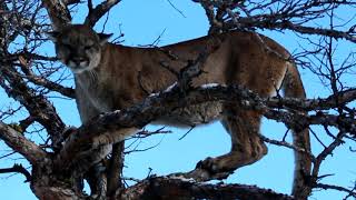 Mountain Lion arrowed in Wyoming by Jaco Swanepoel of Numzaan Safaris from Africa RAGE [upl. by Halladba]