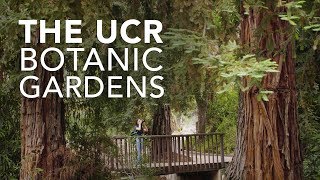 The UCR Botanic Gardens a Living Museum [upl. by Romanas305]