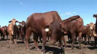 Feedlot Nutrition [upl. by Sephira650]