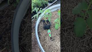 Its fall tomato planting time Part 2 tomato galveston raisedbedgardening organicgardening [upl. by Brennan734]