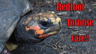 Redfoot Tortoise Care Guide [upl. by Mlawsky]