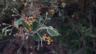 Grewia sp in a Hillock in Kanchipuram dt [upl. by Kayley]