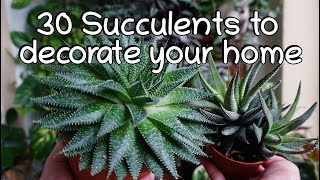 30 Low sunlight succulent names and care tips Indoor half shade succulents [upl. by Pattie]