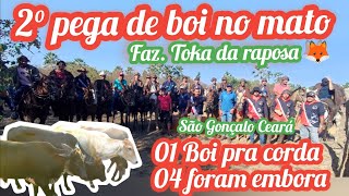 01 Boi pra corda e 4 foram embora na 2° pega de boi na toka da raposa Org Antônio da raposa SGA Cê [upl. by Calandria232]