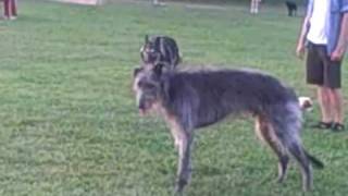 Scottish deerhound leaping and bounding [upl. by Ttenaj]