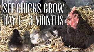 Watch Australorp Chicks Grow Day 1 to 3 Months [upl. by Yrffej54]