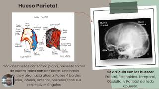 Estructuras anatómicas de Cráneo [upl. by Lalaj]