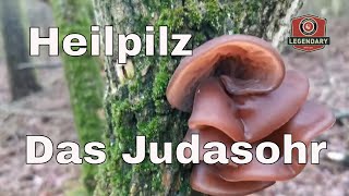 Das Judasohr  finden bestimmen und nutzen  Das sollten Ihr über den Vitalpilz wissen [upl. by Mirelle]