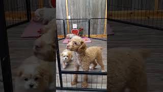 Maltipoo Puppies For Sale [upl. by Thagard]