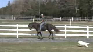 Rocky Mountain stallion in gait canter [upl. by Karrah]