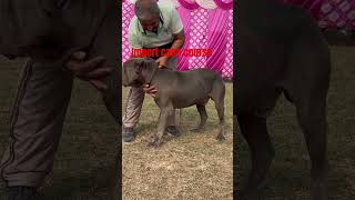 Cane corso lovers vikram tamil [upl. by Yurik]