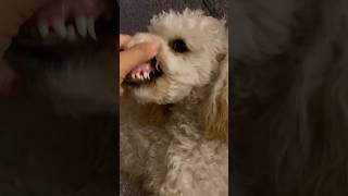 Dog tooth come outpuppy dog shortsfeed shortvideo shorts shortvideo youtubeshorts short [upl. by Elyse]