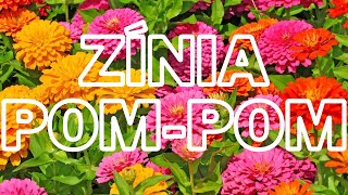 Cultivo de Zínia Lilliput PomPom em Garrafas PET Recicláveis [upl. by Zinah600]