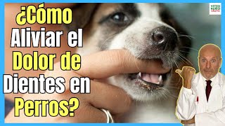 🔴 ¿CÓMO ALIVIAR EL DOLOR DE DIENTES EN PERROS CACHORROS Y ADULTOS 🔴 [upl. by Thirzia476]