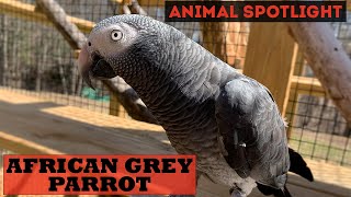 Animal Spotlight  African Grey Parrot Timneh [upl. by Llemhar]