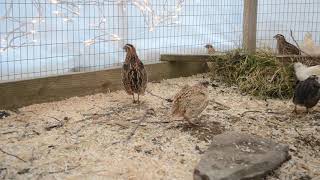 Coturnix Quail  Mating Calls amp Male Sounds [upl. by Lynette]