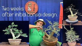 Desmodium update two weeks after initial bonsai design [upl. by Llesram]