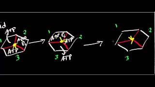 Biochemistry  ATP Synthase Mechanism [upl. by Smada]