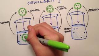 LPA 1B  Osmolarity vs Tonicity [upl. by Anair]