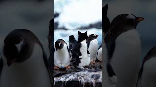 PENGUINS Have a New Best Friend in Antarctica [upl. by Llenna]