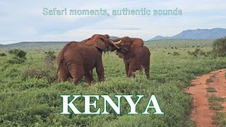 Kenya  safari moments authentic sound [upl. by Idel787]