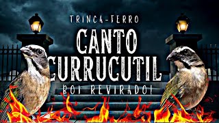 Canto currucutil com boi revirado [upl. by Ydissahc]