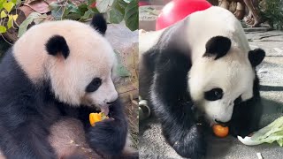 Pandas vs Persimmons 🍂🍊 panda persimmon eating pandalover fypシ゚viral mukbang cuteanimals [upl. by Teddy297]