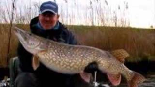 Catch and Release fat big Dutch Pike 117cm [upl. by Boylan]