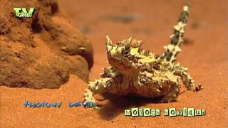 Thorny devil  Moloch horridus  Bergduivel [upl. by Eugirne]