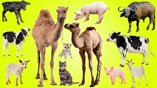 Farm Animals for Kids  Baby Farm Animals Find Mom  Niki Kids TV Fun Learn Animals [upl. by Pasahow]