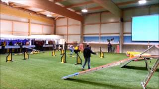 Bouvier des flandres agility [upl. by Sandler]