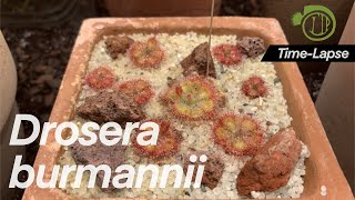 Fastest sundew Growth and Hunt FILM  Drosera burmannii  time lapse  carnivorous plants [upl. by Reld]