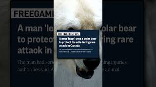 A man leapt onto a polar bear to protect his wife during rare attack in Canada newsshorts [upl. by Eugenie]