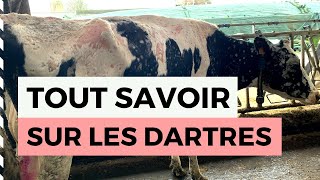 Tout savoir sur les dartres des vaches [upl. by Sofia1]