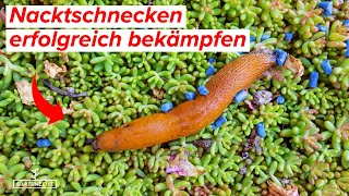 Die beste Schneckenfalle die es gibt  TOP HAUSMITTEL  Nacktschnecken erfolgreich bekämpfen [upl. by Eppie]