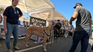 Cash 20 Great Dane at the Granada Hills street fair 2023 1 of 10 [upl. by Ellwood]