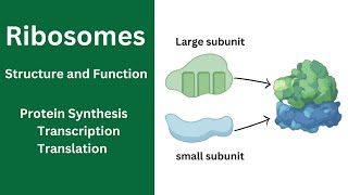 Ribosome Function and Structure  Cell Organelles  Protein Synthesis  Ribosomes class 11 [upl. by Anama369]