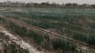 Campagne oignon avec le raining pipe Laser spray à Savoigne Sénégal [upl. by Sonja]