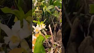 Best3 orchid tips HHH NURSERY [upl. by Aical]