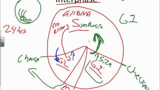 Mitosis and DNA Replication Basicswmv [upl. by Silvano]