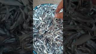 Fresh anchovies are very easy to cook and delicious [upl. by Moir]